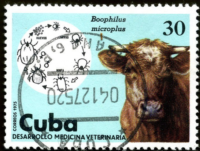 (1975-075) Марка Куба &quot;Корова&quot;    Развитие ветеринарии III Θ