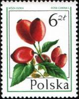 (1977-011) Марка Польша "Шиповник"    Лесные ягоды III Θ