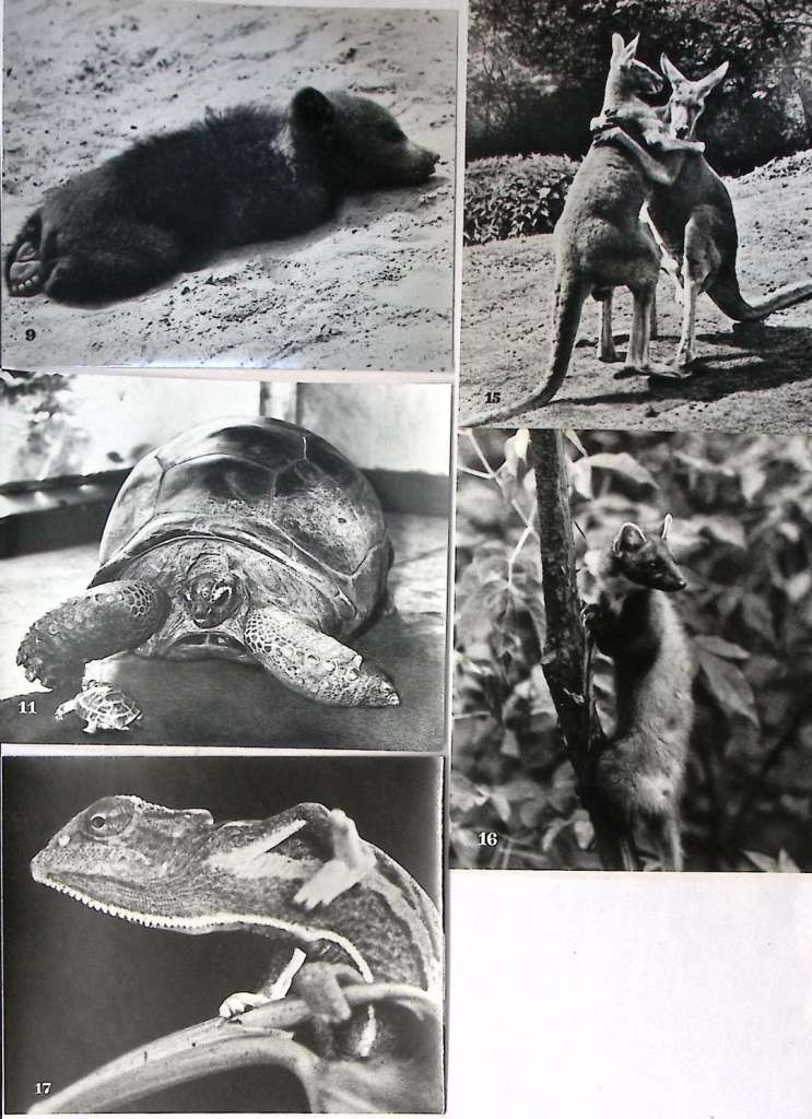 Набор открыток В мире животных 18 шт 1980 г