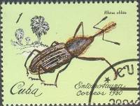 (1980-001) Марка Куба "Долгоносик"    Насекомые III Θ