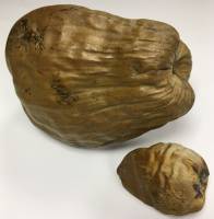 Плоды кокоса, 2 шт. (сост.на фото) 