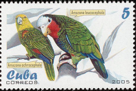 (№4679) Марка Куба 2005 год &quot;Yellowcrowned Амазонка Амазонка ochrocephala&quot;, Негашеная
