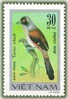 (1978-007a) Марка Вьетнам "Длиннохвостый сорокопут"  Без перфорации  Певчие птицы III Θ