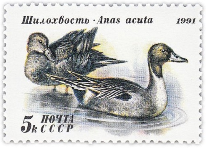 1991-055 Марка СССР 5 коп Шилохвость  300 шт ОПТ Утки III O