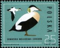 (1985-043) Марка Польша "Обыкновенная гага"    Охрана природы. Дикие утки II Θ