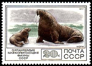 1977-105 Марка СССР Морж  Фауна III O