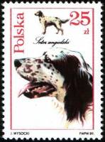 (1989-012) Марка Польша "Английский сеттер"    Собаки III Θ