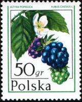 (1977-005) Марка Польша "Ежевика"    Лесные ягоды II Θ