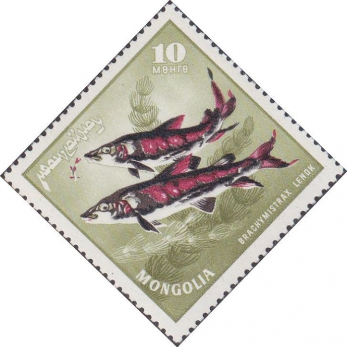 (1965-024) Марка Монголия &quot;Ленок&quot;    Речные хищные рыбы I Θ