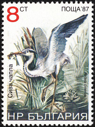 (1988-071) Марка Болгария &quot;Серая цапля&quot;   Птицы III O