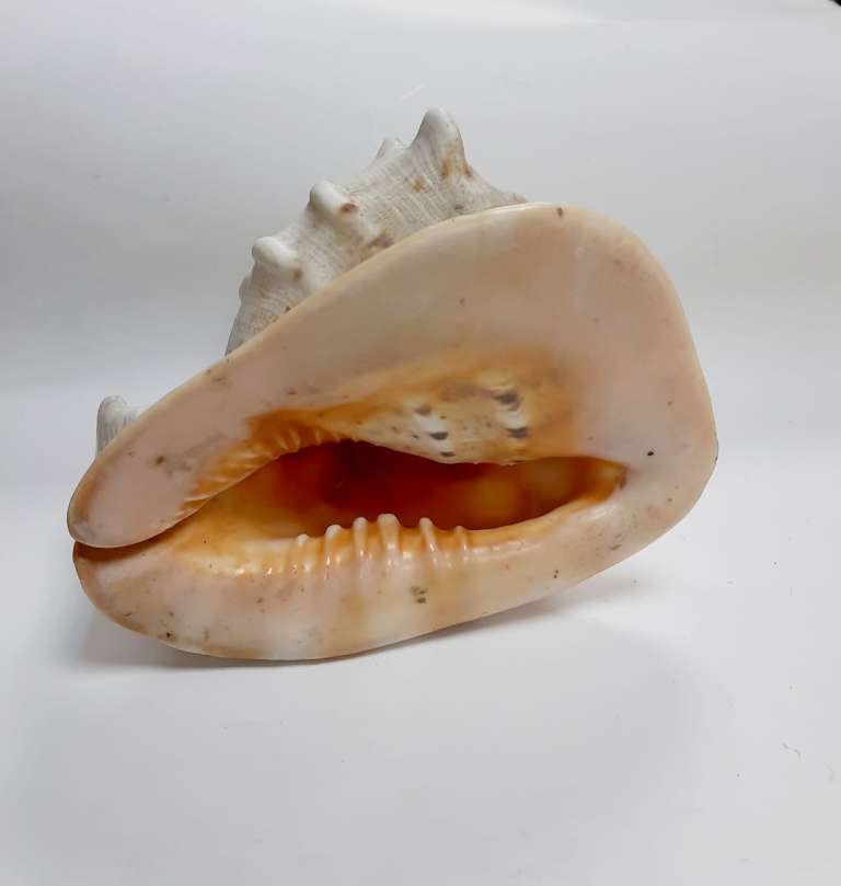 Большая морская раковина "Кассис" (сост. на фото)