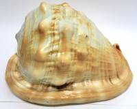 Морская раковина "Ципрекассис Руфа", 14*11 см., есть скол (сост. на фото)