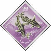 (1965-027) Марка Монголия "Касатка-скрипун"    Речные хищные рыбы III O