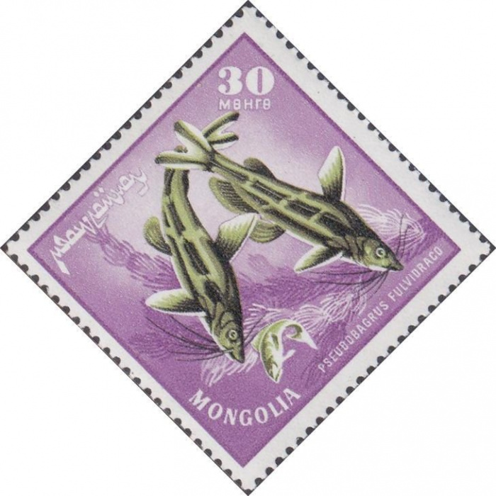 (1965-027) Марка Монголия &quot;Касатка-скрипун&quot;    Речные хищные рыбы III O