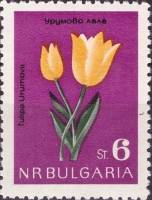 (1963-052) Марка Болгария "Тюльпан Урумова"   Цветы III Θ