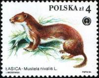 (1984-050) Марка Польша "Ласка"    Защищенные пушные животные III Θ
