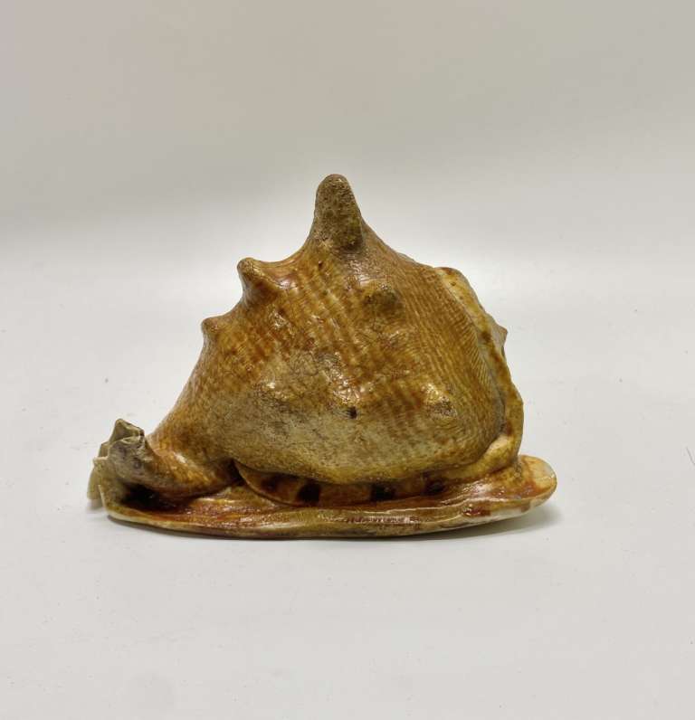 Большая морская раковина Акулья пасть