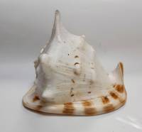 Большая морская раковина "Кассис" (сост. на фото)