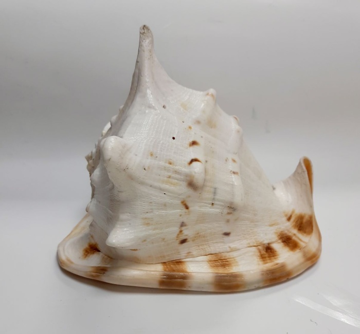 Большая морская раковина "Кассис" (сост. на фото)