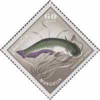 (1965-028) Марка Монголия "Амурский сом"    Речные хищные рыбы II O