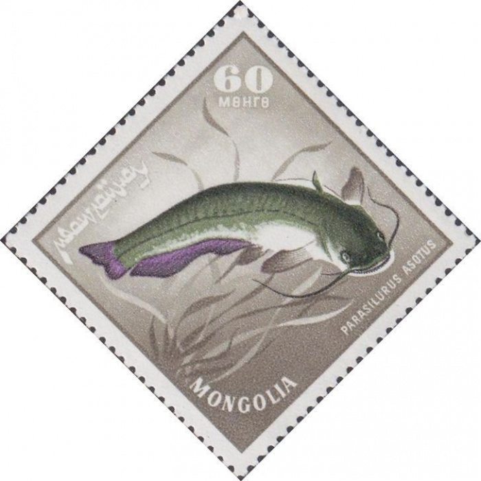 (1965-028) Марка Монголия &quot;Амурский сом&quot;    Речные хищные рыбы II O