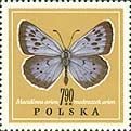 (1967-065) Марка Польша "Голубянка арион"   Бабочки III Θ