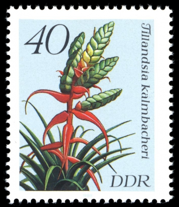 (1988-014) Марка Германия (ГДР) &quot;Тилландсия калмбахери&quot;    Растения II Θ