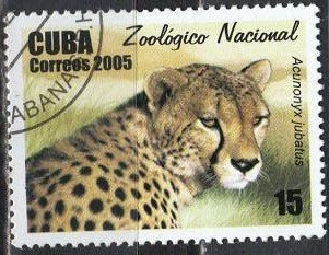 (№4725) Марка Куба 2005 год &quot;Гепард Acinonyx jubatus&quot;, Негашеная