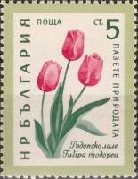 (1960-027) Марка Болгария "Тюльпан родопский"   Охрана природы. Цветы I Θ