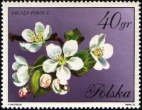 (1971-085) Марка Польша "Слива"    Цветение II O