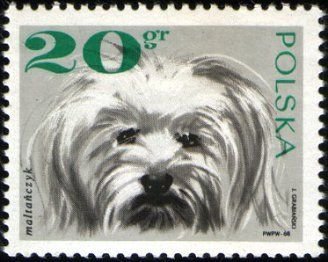 (1969-001) Марка Польша "Мальтийская болонка"   Породистые собаки I &Theta;