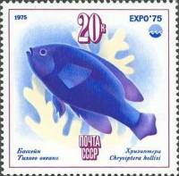 1975-058  Квартблок СССР Хризиптера  Всемирная выставка ЭКСПО-75. Море и его будущее III O