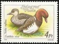 (1988-036) Марка Венгрия "Красноносый нырок"    Дикие утки II Θ