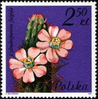 (1981-063) Марка Польша "Цилиндропунция"    Цветущие суккулентные растения II Θ