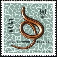 (1963-028) Марка Польша "Ломкая веретеница"   Рептилии и амфибии II Θ