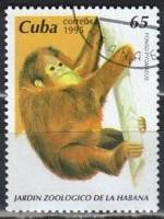 (№3854) Марка Куба 1995 год "Борнео Орангутанг Понго pygmaeus", Негашеная