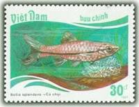 (1988-016a) Марка Вьетнам "Блестящая Расбора"  Без перфорации  Тропические рыбы III Θ