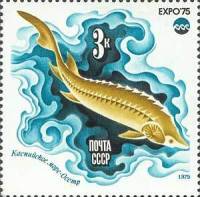 1975-053 Марка СССР Осетр  Всемирная выставка ЭКСПО-75. Море и его будущее III O
