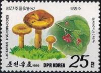 (1989-020) Марка Северная Корея "Млечник гигрофоровидный"   Грибы и ягоды III Θ