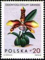 (1965-051) Марка Польша "Россиоглоссум большой"   Орхидеи I Θ