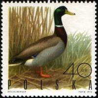 (1970-003) Марка Польша "Кряква"   Пернатая дичь III O