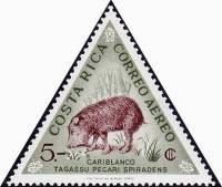 (№1963-619) Марка Коста-Рика 1963 год "Пекари Pecari СП", Гашеная