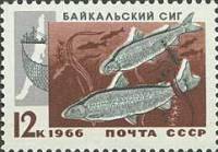 1966-096 Марка СССР Сиг   Промысловые рыбы Байкала II O