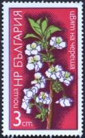(1975-003) Марка Болгария "Черешня"    Цветы фруктовых деревьев III Θ
