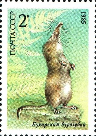 1985-070 Марка СССР Бухарская бурозубка  Красная книга СССР III O