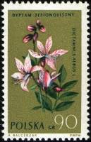 (1962-041) Марка Польша "Ясенец"   Растения III Θ