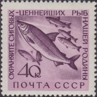 1960-079 Марка СССР Сиг   Фауна СССР. Охрана ценных рыб и морских животных II Θ