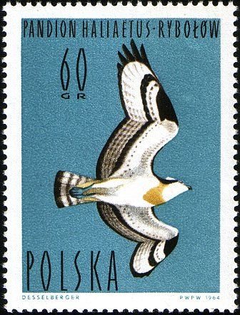 (1964-036) Марка Польша &quot;Скопа&quot;   Водоплавающие птицы I Θ