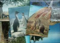 Набор стерео-открыток "Дикая природа", 14,5*10,5 см., 6 шт.