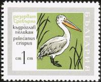 (1968-059) Марка Болгария "Пеликан"   Заповедник «Серебряный» II Θ
